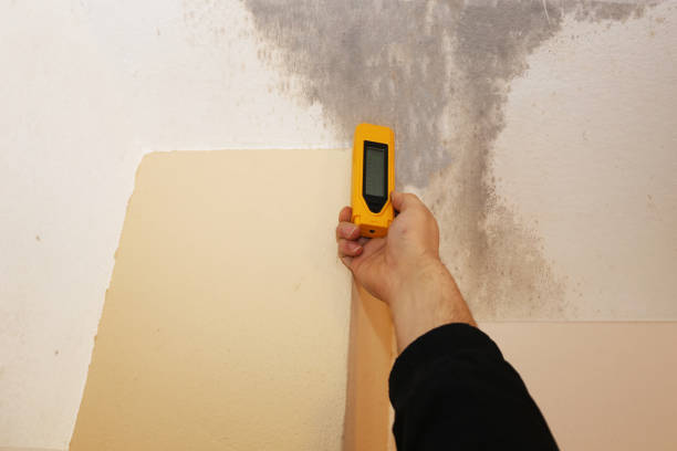 Best Mold Remediation for Rental Properties  in Port Salerno, FL