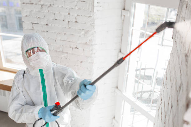 Trusted Port Salerno, FL Mold Removal Experts