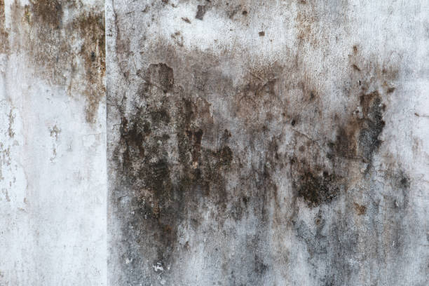 Best Comprehensive Air Testing for Mold Contaminants  in Port Salerno, FL