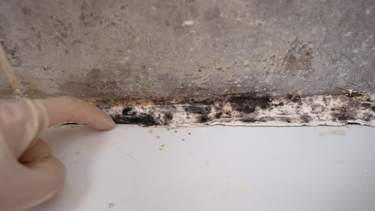 Dehumidification Services in Port Salerno, FL